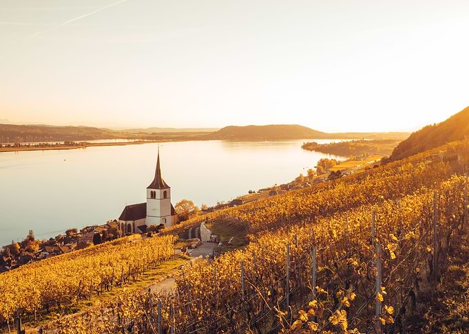 Vineyards of Ligerz