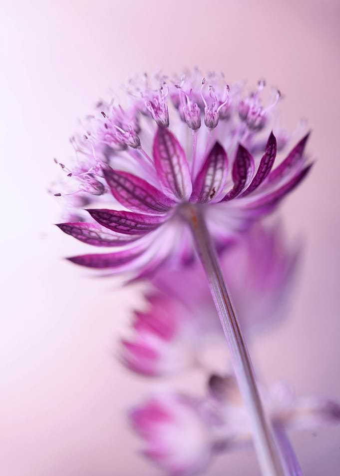 Floral composition