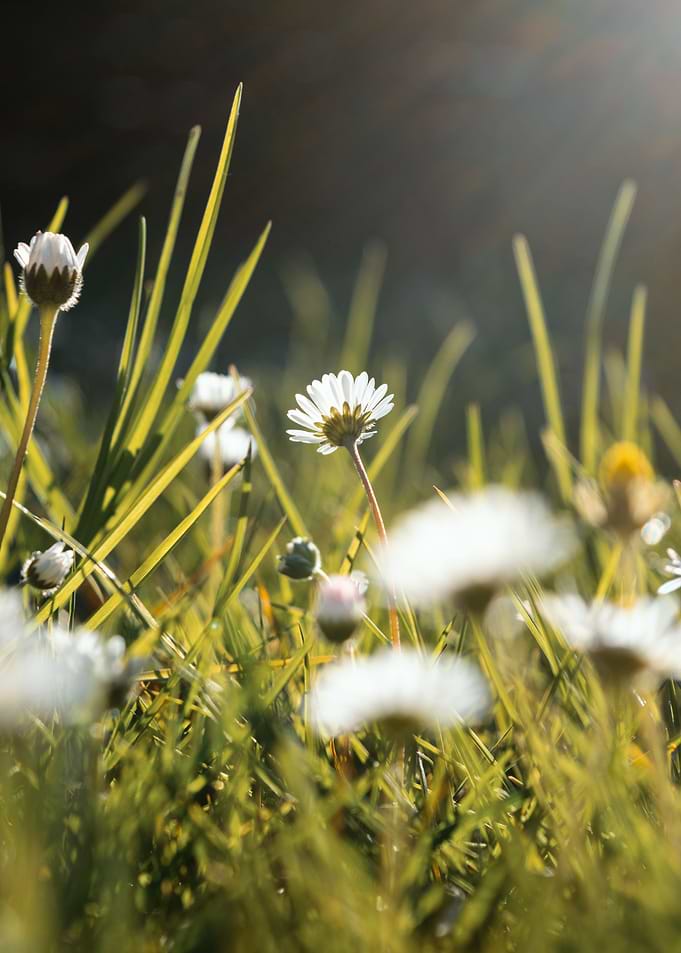 Daisy in the sun