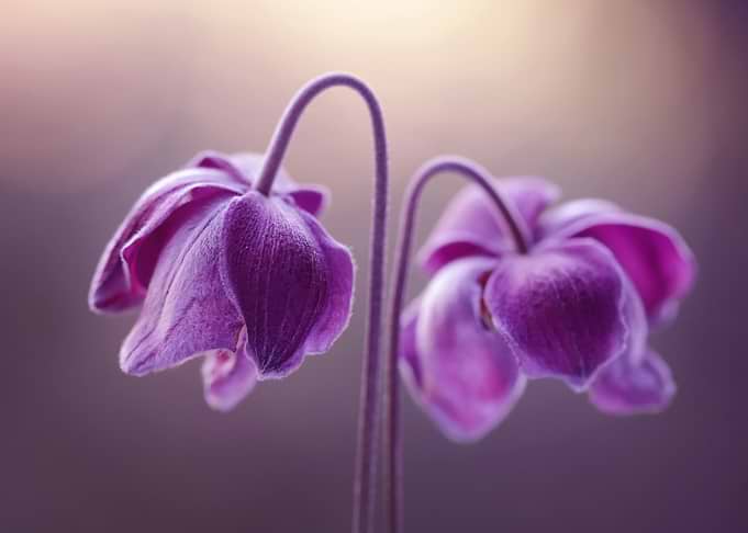 Flowers composition