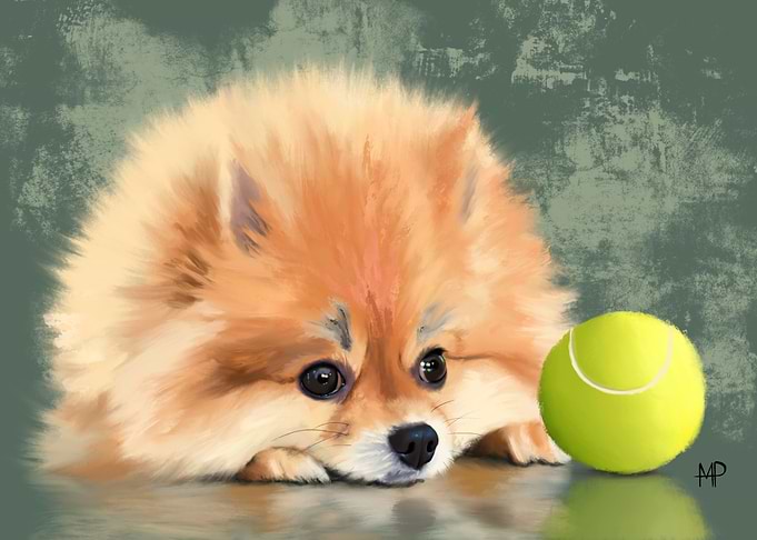 Pomeranian Dog and Ball