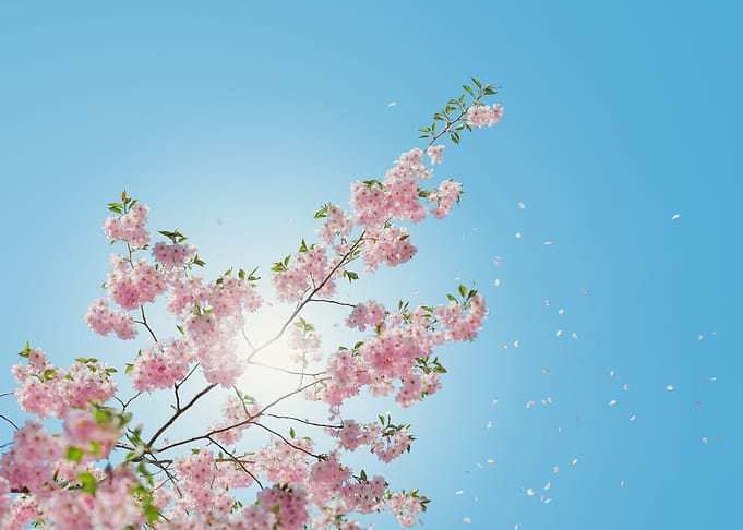 Spring cherry blossoms