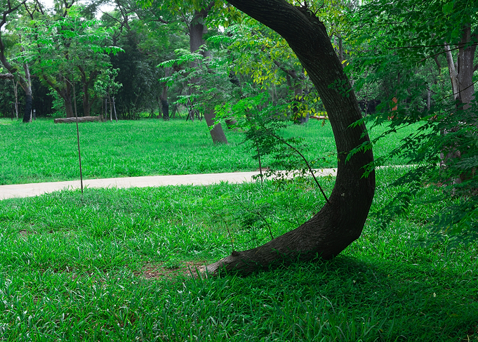 Tree on green grass
