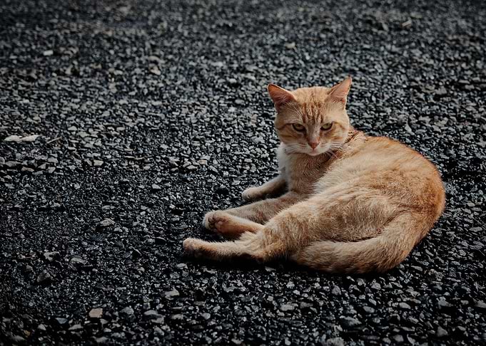 Cute Cat