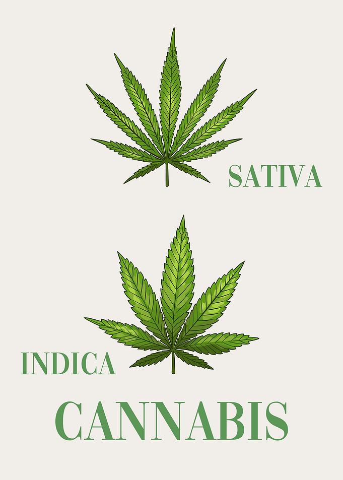 Cannabis Sativa vs Indica
