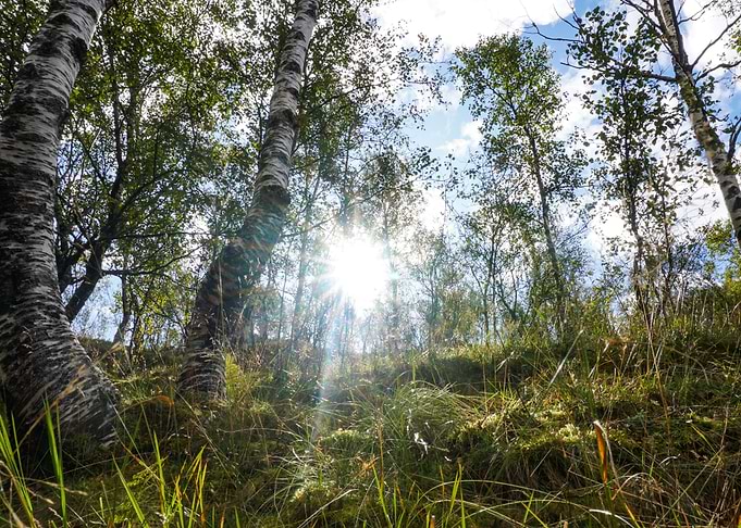 Sunny Norwegian forrest