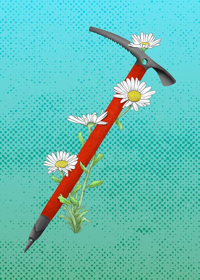 Mountain Daisies