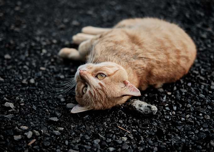 Cute Cat