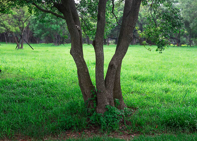 Tree on green grass