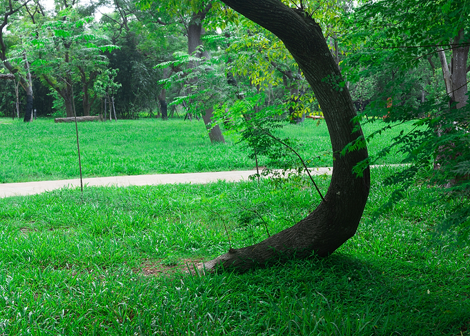 Tree on green grass