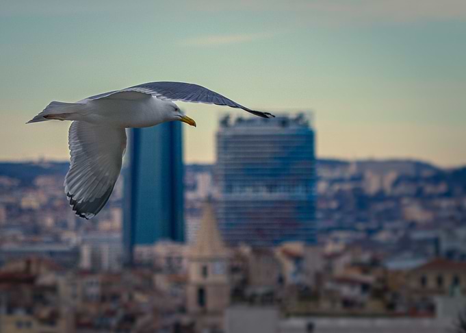 Seagull over Marseille