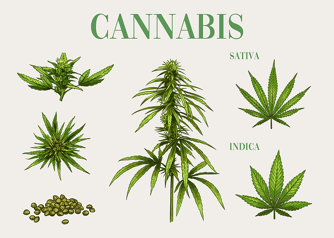 Canabis Plant Infographic