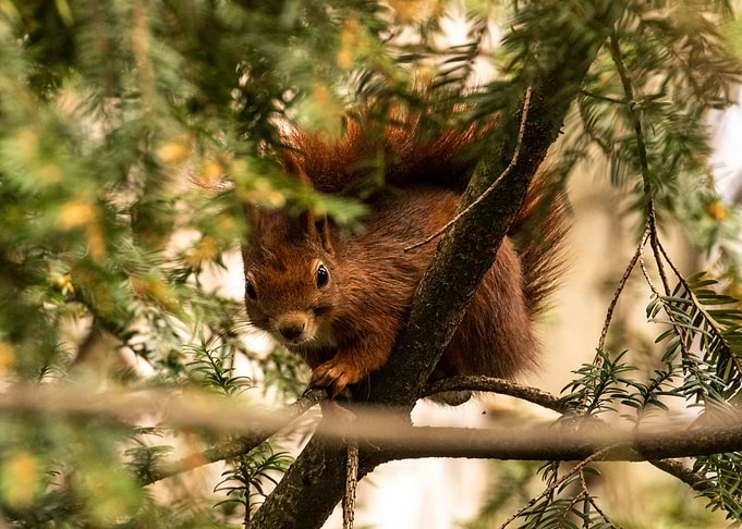 Swiss Squirrel