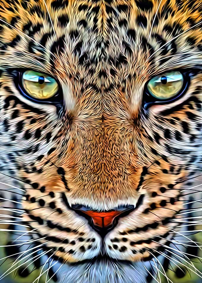 Cheetah Face
