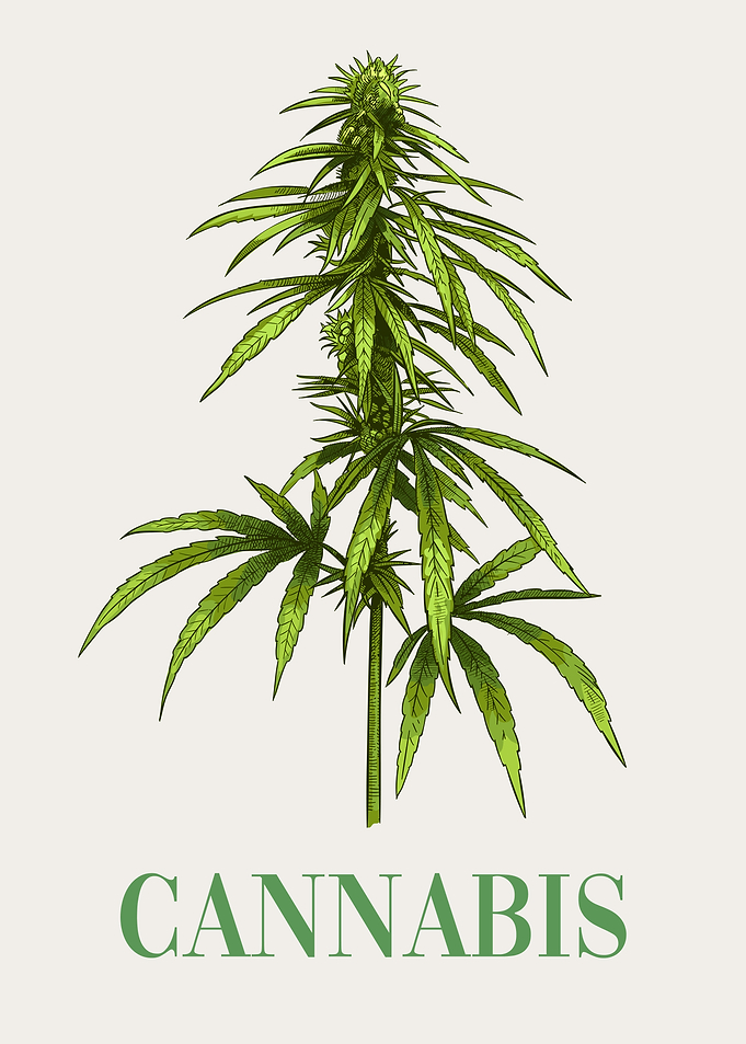Cannabis Plant Marijuana
