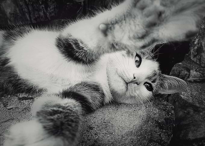 bully kitty