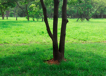 Tree on green grass