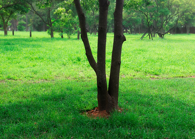 Tree on green grass
