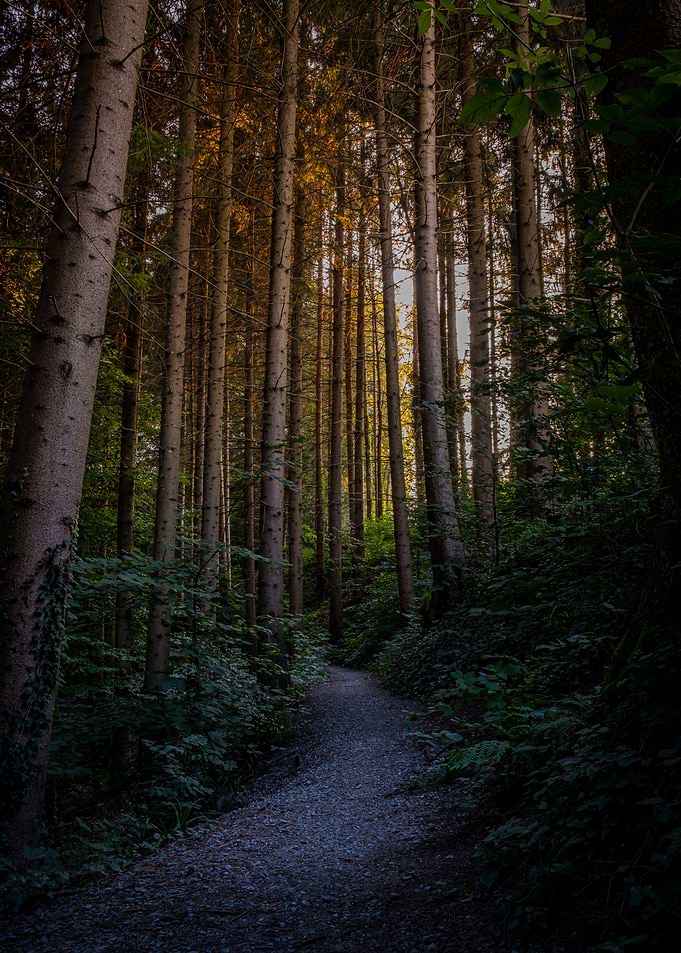 Shining through the Forest