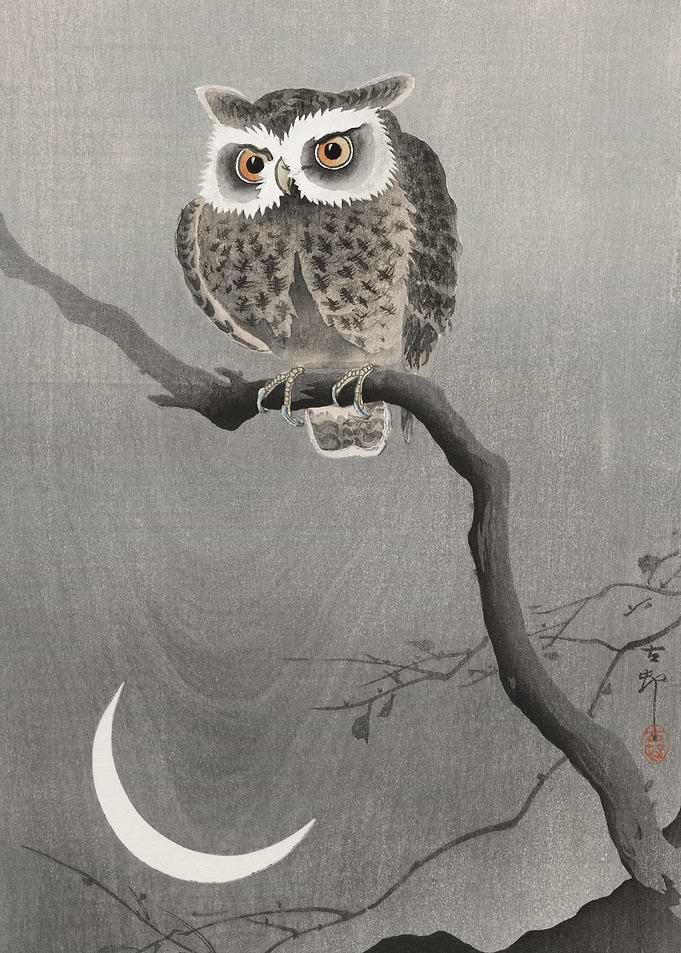 Night Owl Perch
