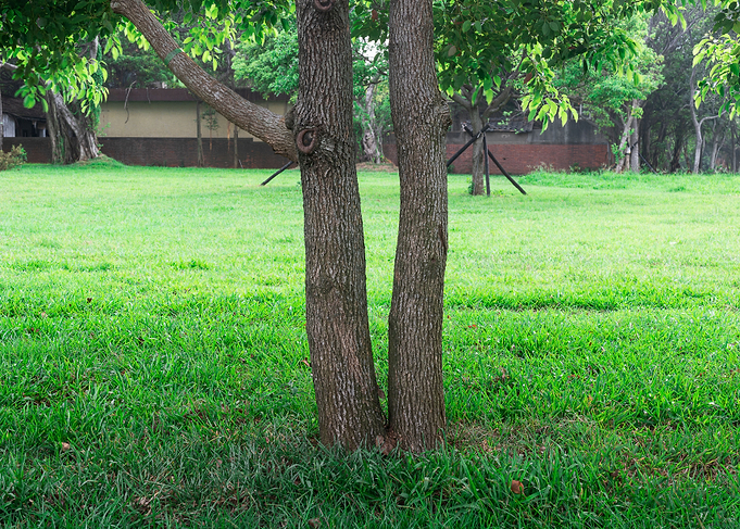 Tree on green grass