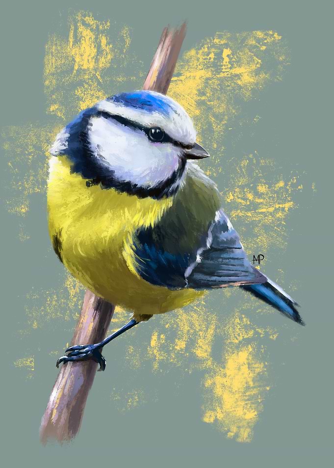 Blue Tit