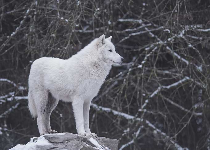 Wolf