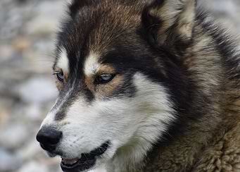 The Wolf