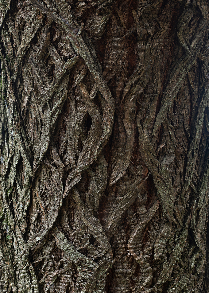 Nice bark texture