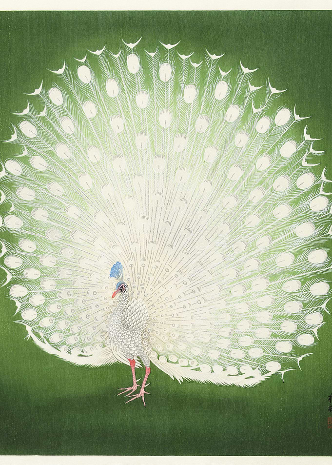 Peacock Fan