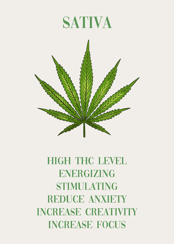 Cannabis Sativa Marijuana