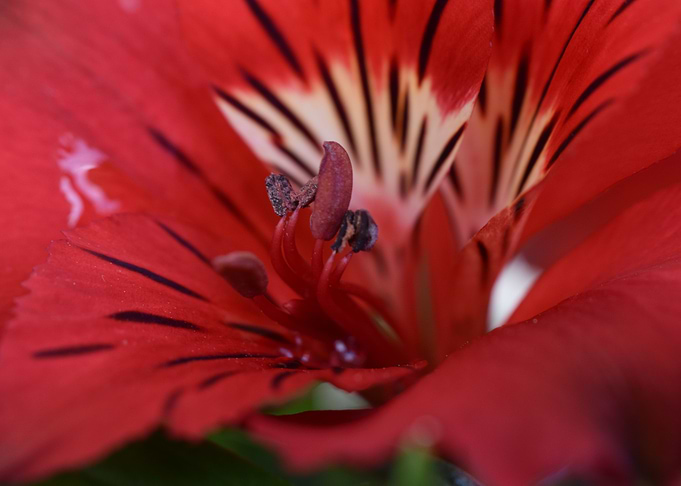 Lily