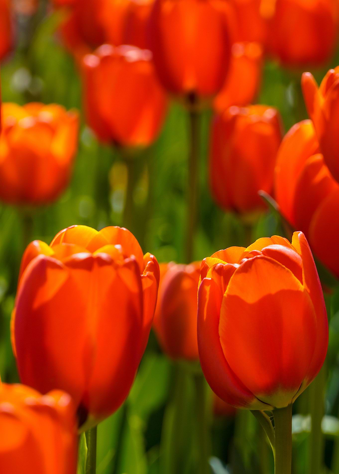 Red Tulips