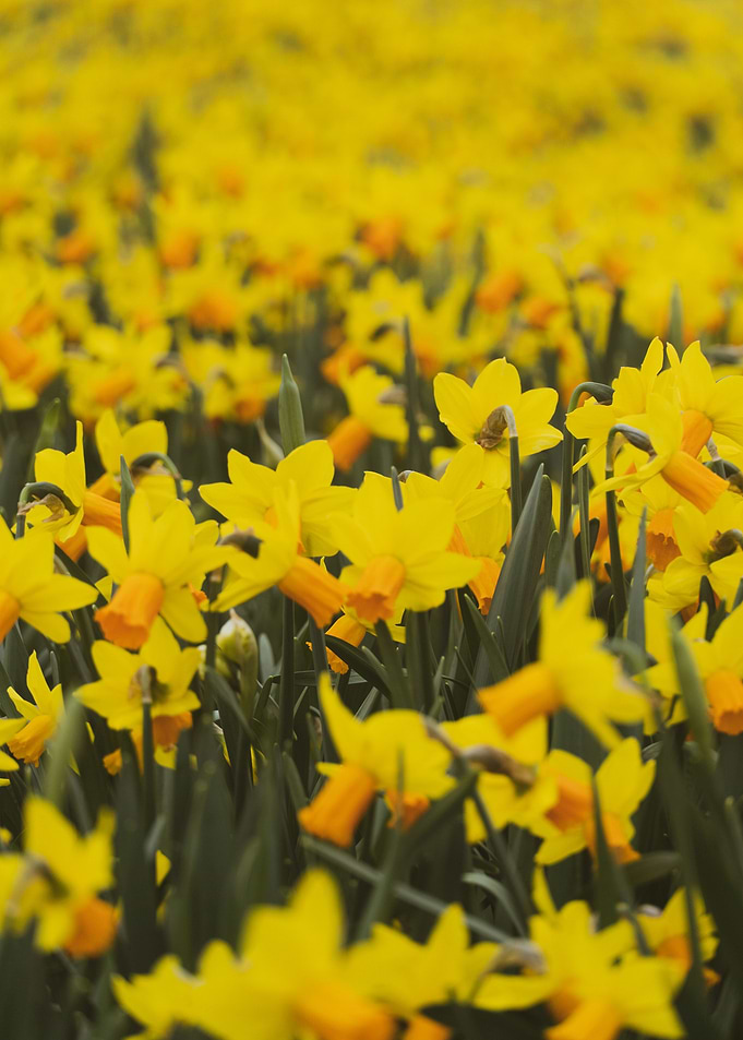 Daffodil field