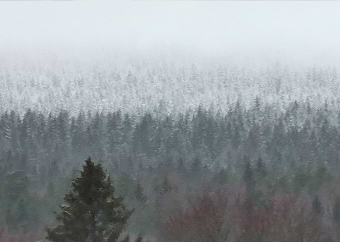 Oslo Forest in Winter