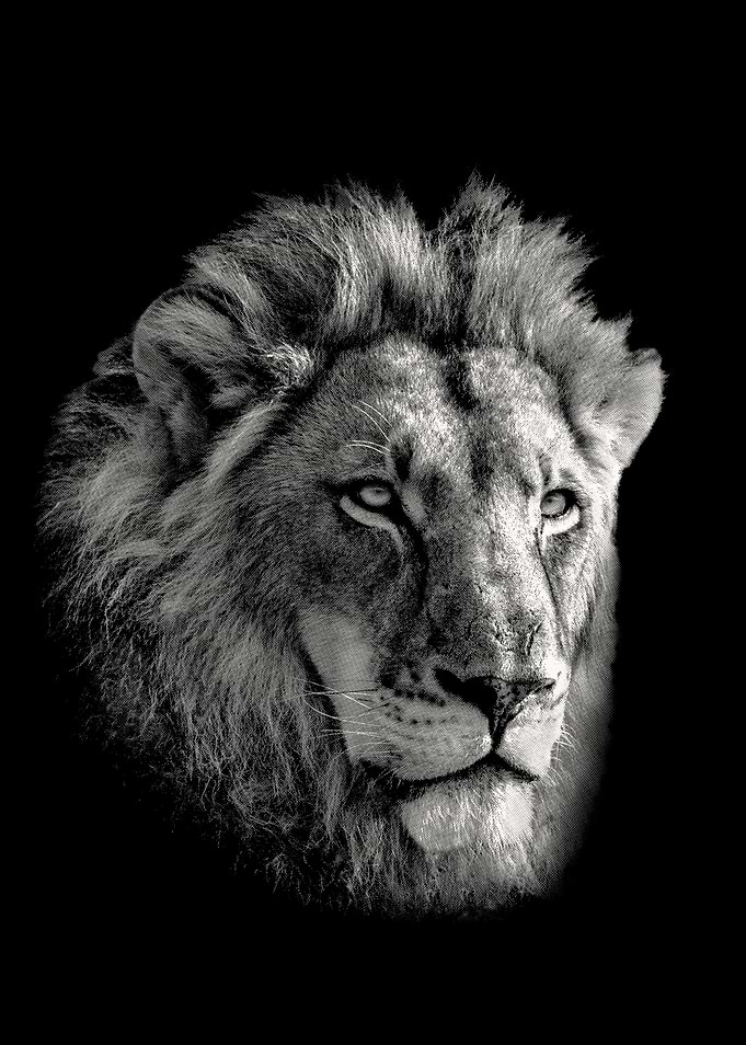 Lion Male Face Close Up