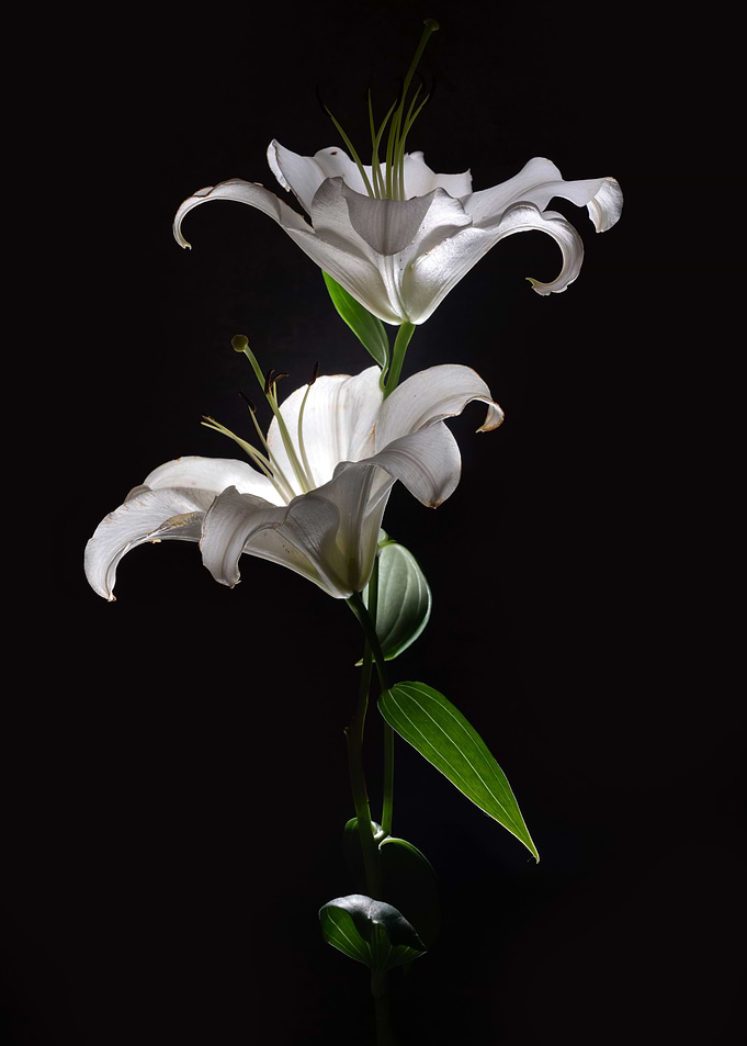 White duet