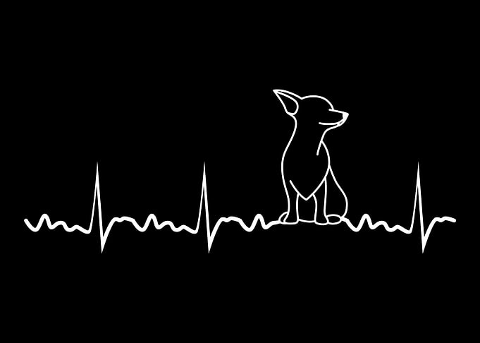 Chihuahua Heartbeat Chihua