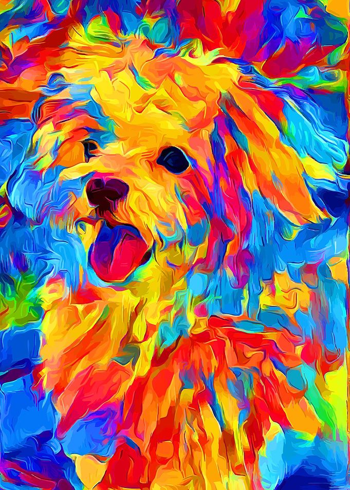 Maltese Colorful