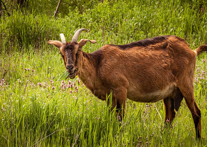 Goat animal photo