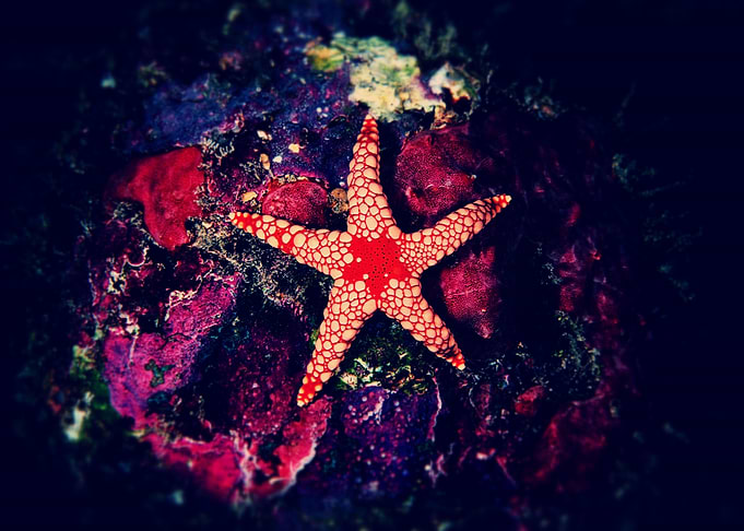 Sea star