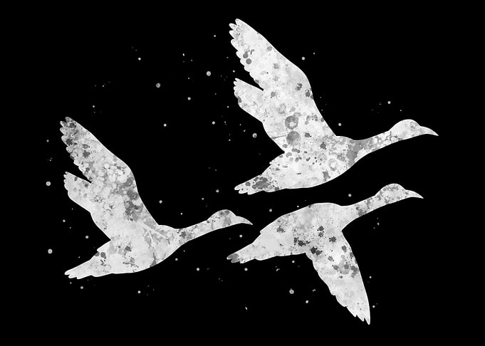 Ducks Fly