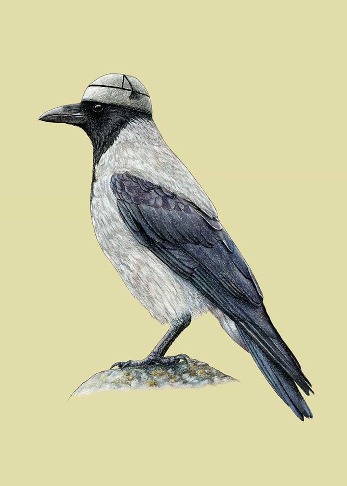 Hooded crow