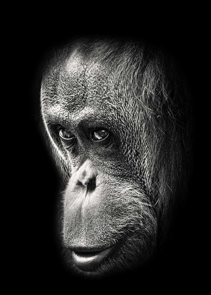 Orangutan Art Portrait