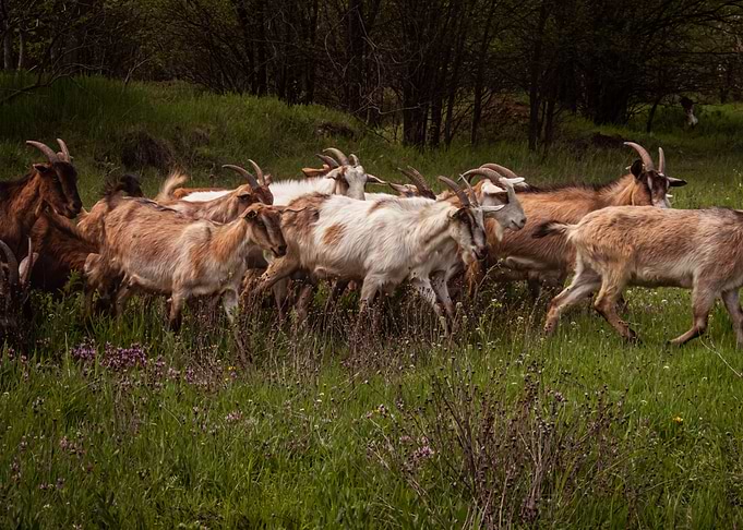 Goats animal photo