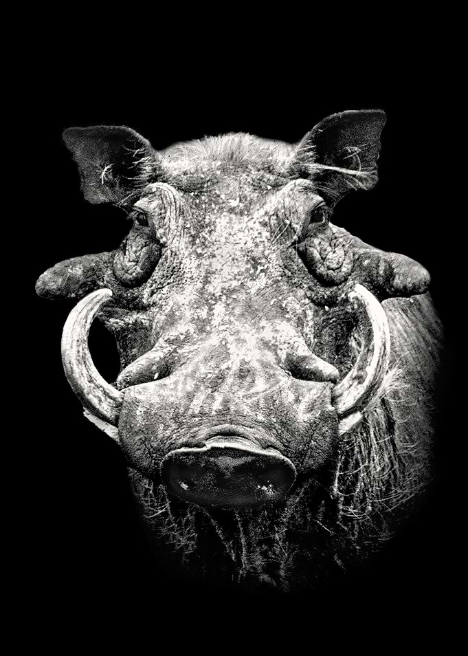Warthog Boar Warts and All