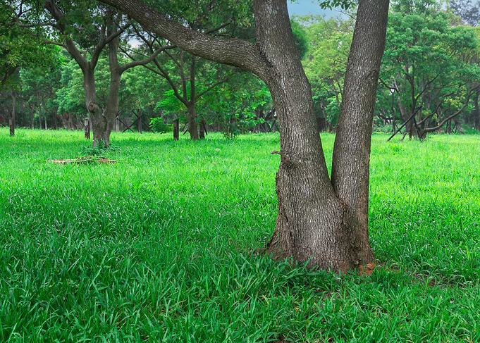 Tree on green grass