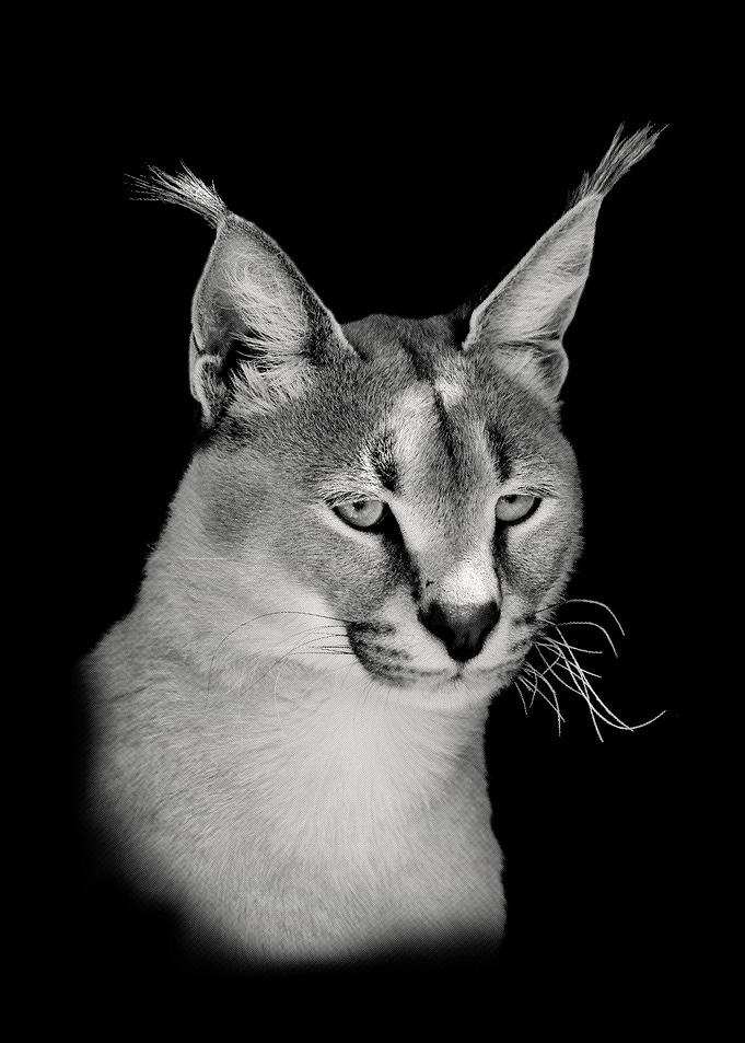 Caracal Wild Cat Close Up