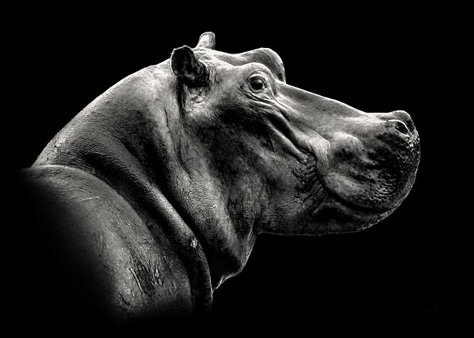 Hippo Face Close Up