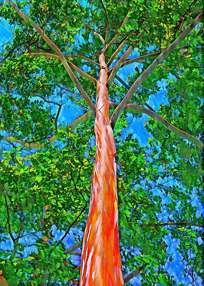 Forever Tree Tripping